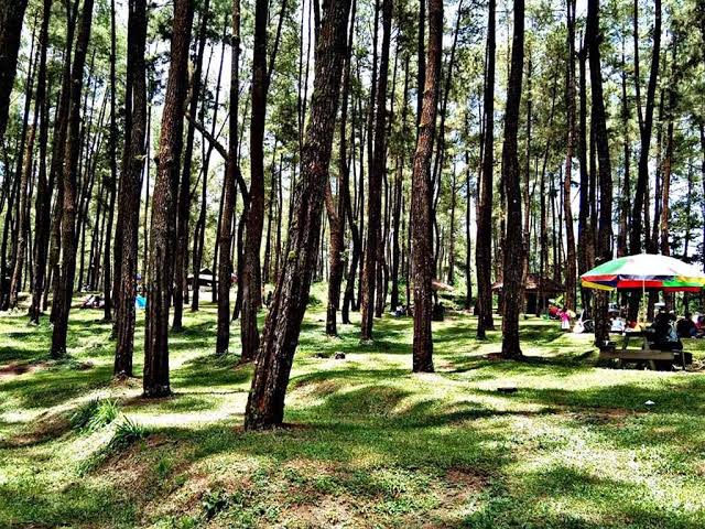 Hutan Pinus Loji, Wisata Alam di Lereng Gunung Kelud
